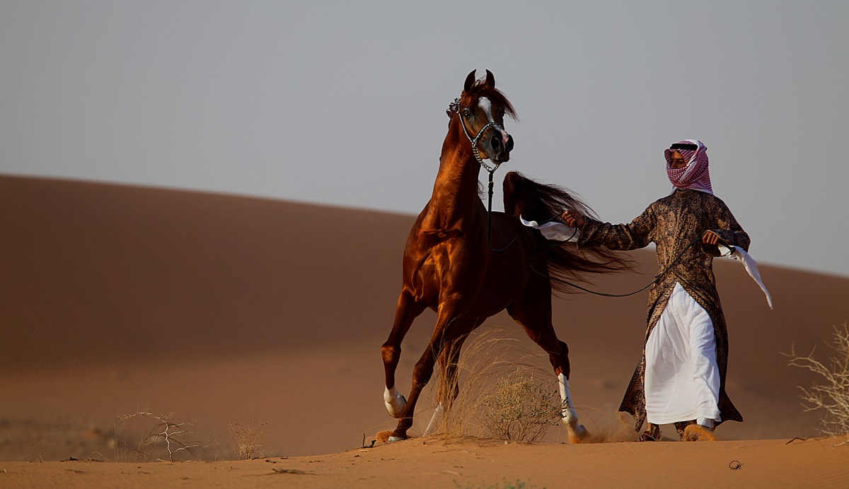 سلالات الخيول العربية